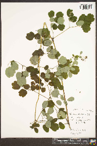 Thalictrum pubescens image