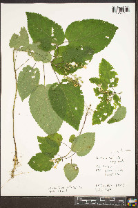 Scutellaria ovata subsp. ovata image