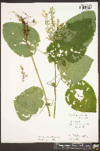 Scutellaria ovata image