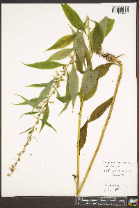 Campanulastrum americanum image