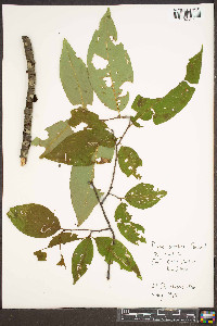 Prunus serotina var. serotina image