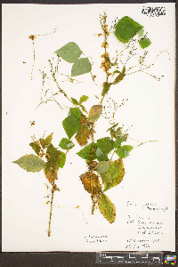 Cuscuta rostrata image