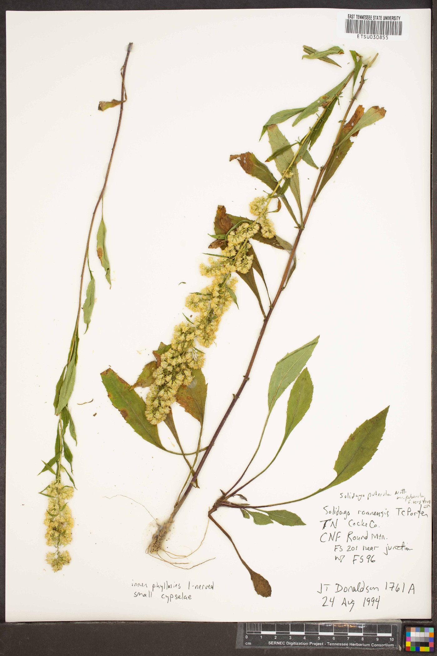 Solidago puberula var. puberula image