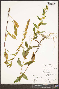 Solidago puberula var. puberula image