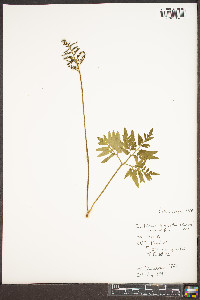 Sceptridium biternatum image