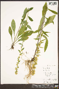 Solidago bicolor image