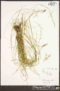 Carex aestivalis image