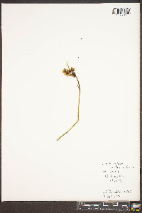 Cuscuta rostrata image