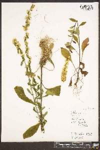 Solidago bicolor image