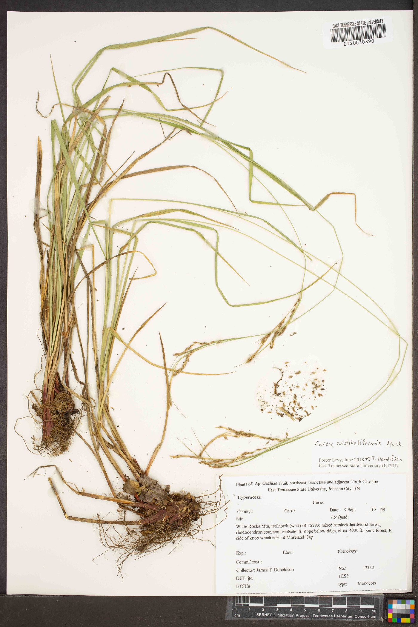 Carex aestivaliformis image