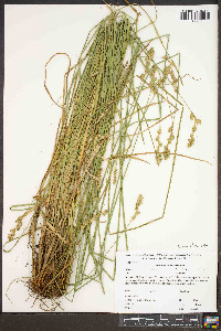 Carex argyrantha image