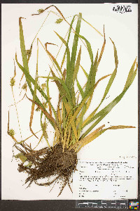 Carex folliculata image