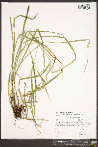 Carex hitchcockiana image