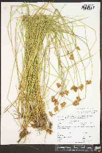 Carex normalis image