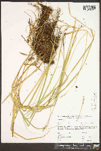 Carex ruthii image