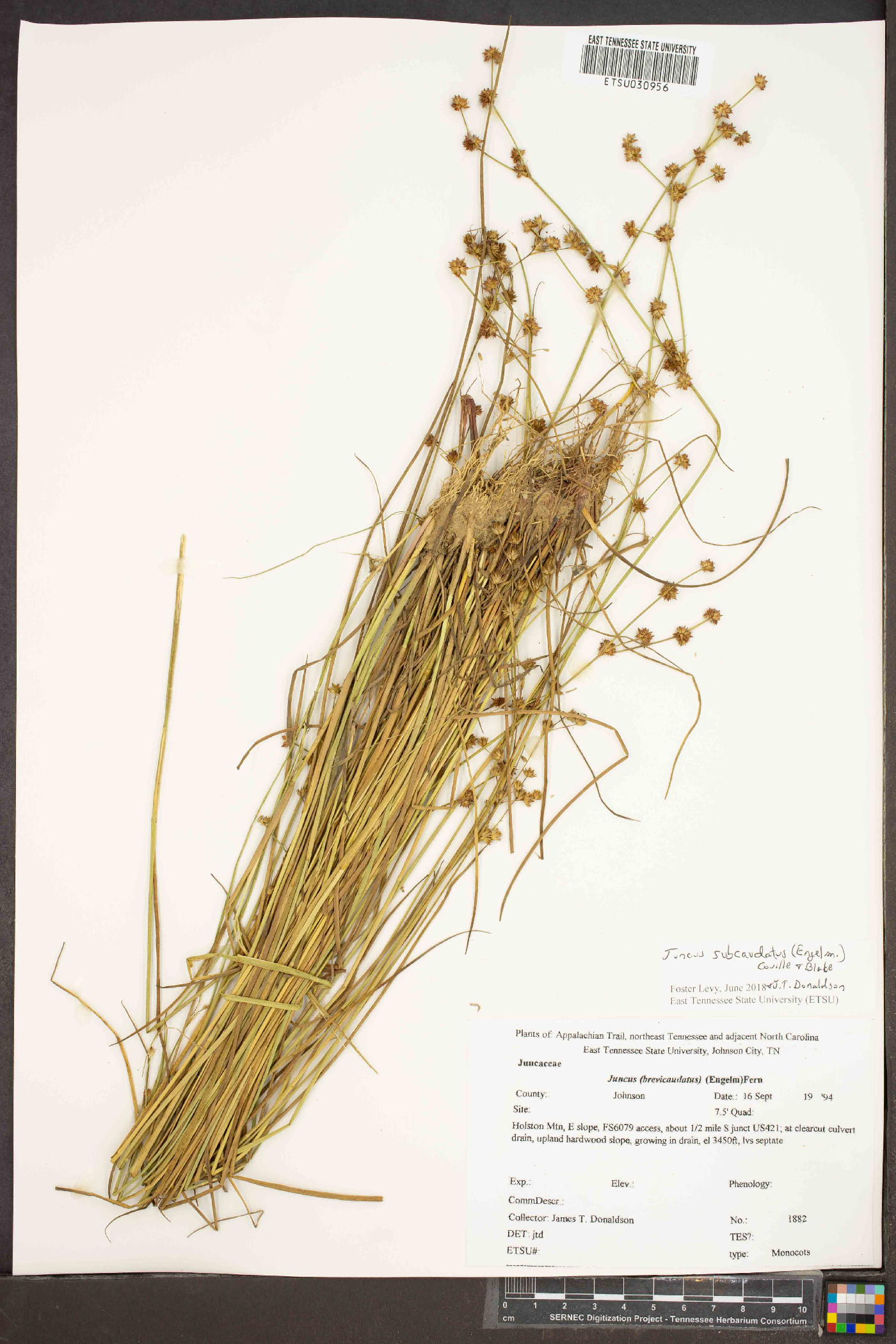 Juncus subcaudatus image