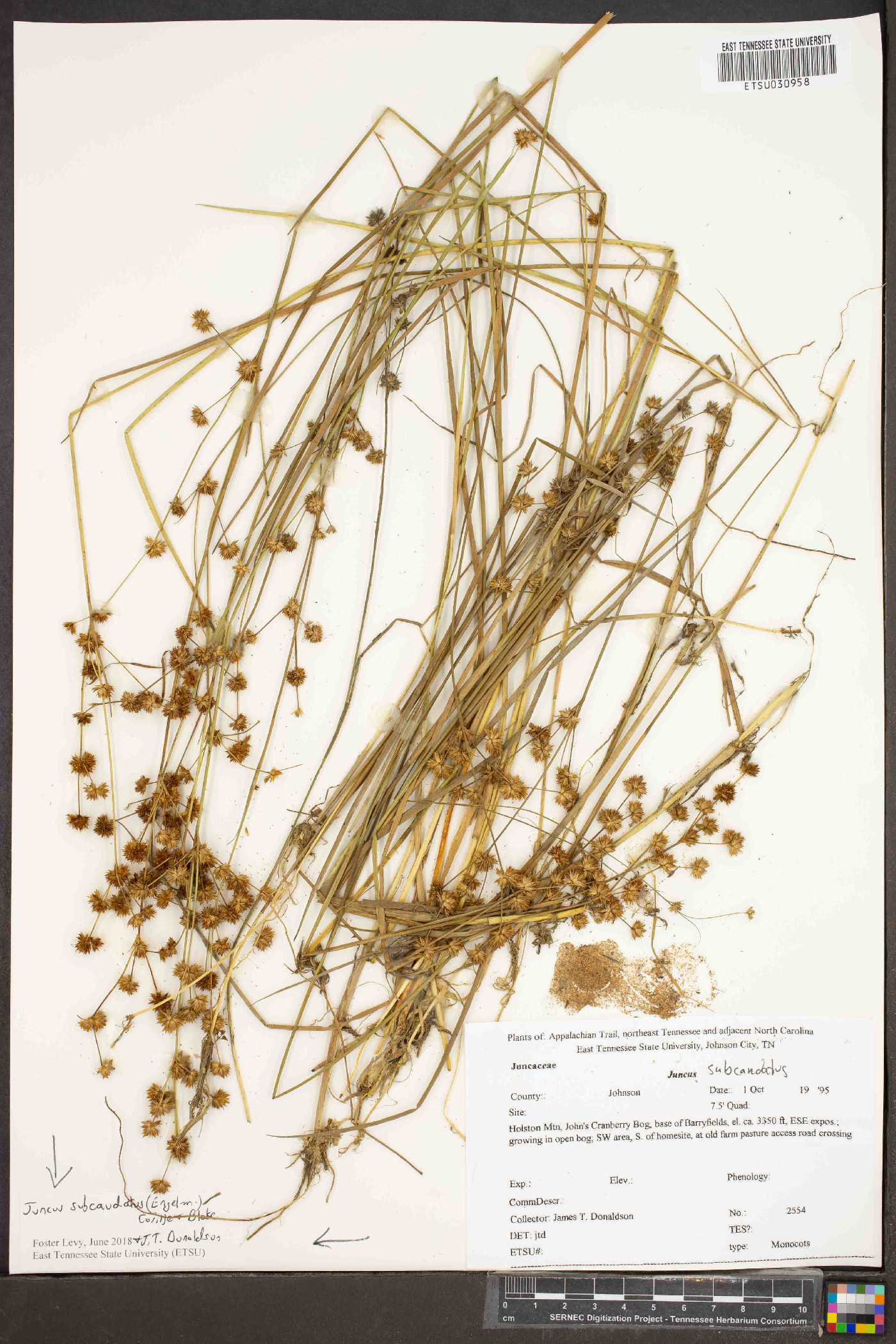 Juncus subcaudatus image