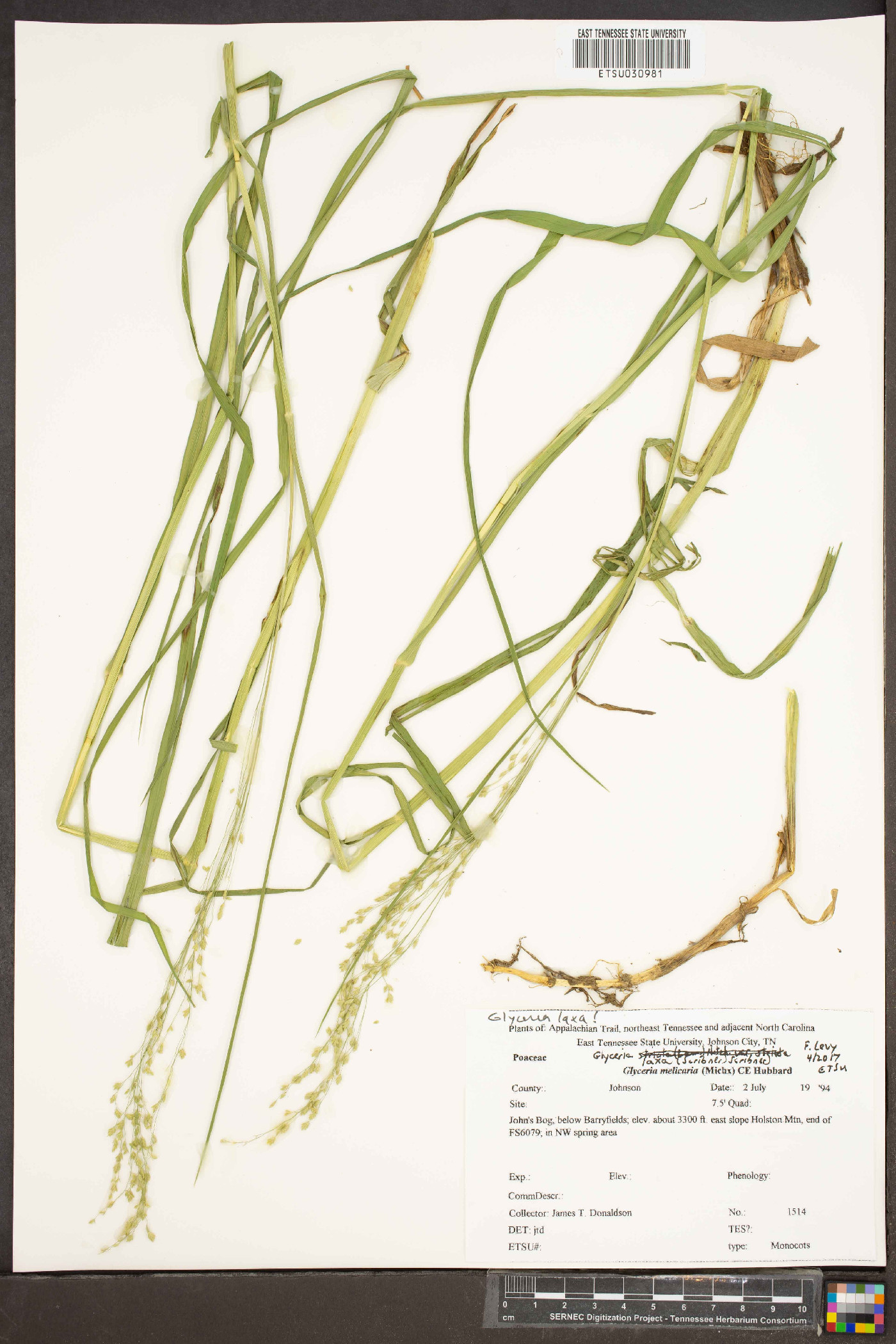 Glyceria laxa image