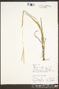 Paspalum setaceum var. muhlenbergii image