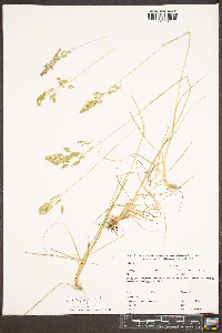 Poa cuspidata image