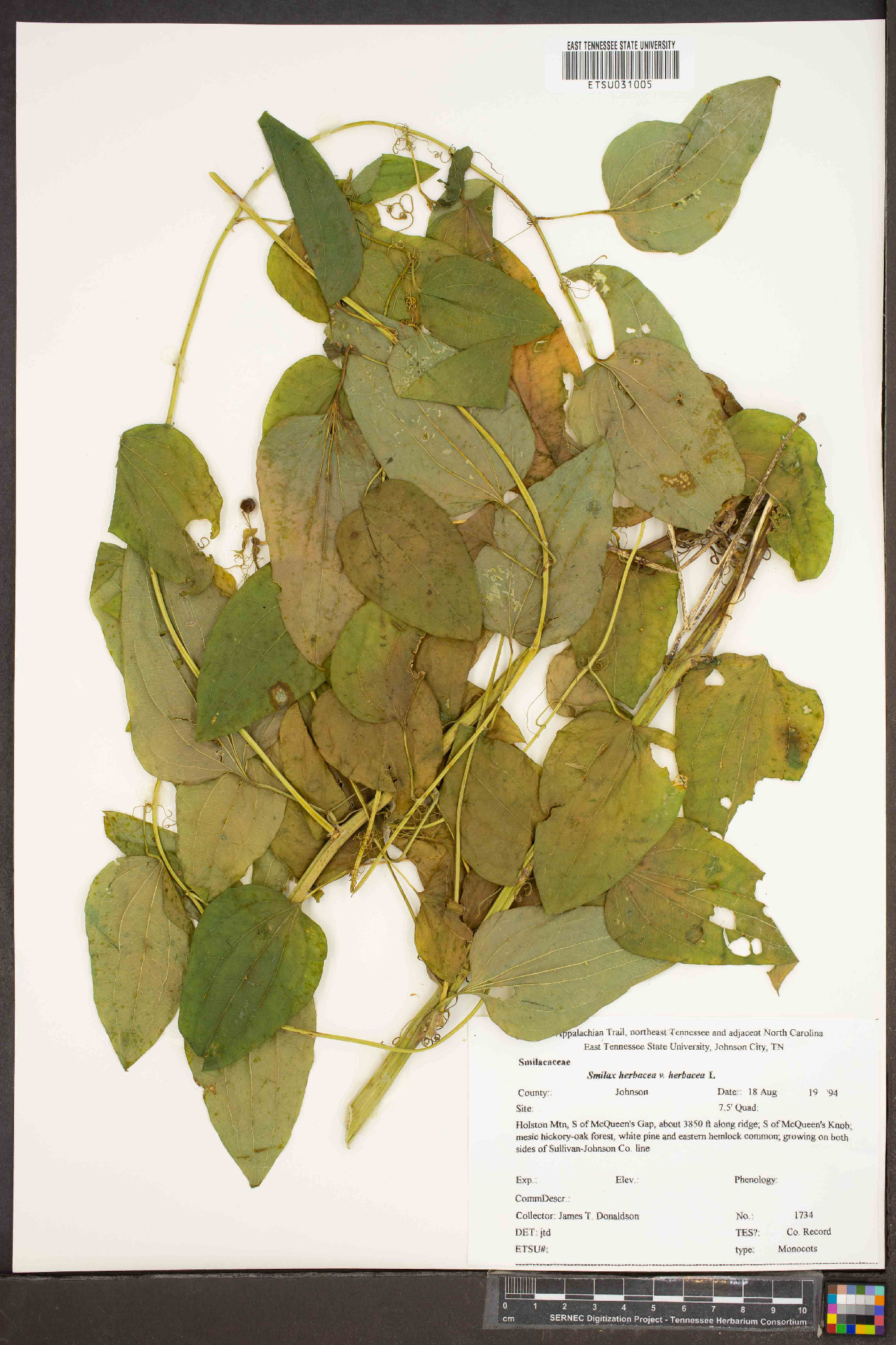 Smilax herbacea var. herbacea image