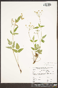 Zizia trifoliata image