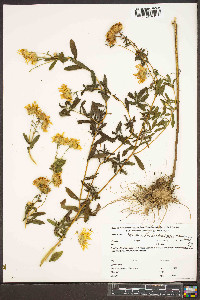 Heterotheca camporum image