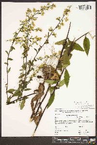 Solidago arguta var. caroliniana image