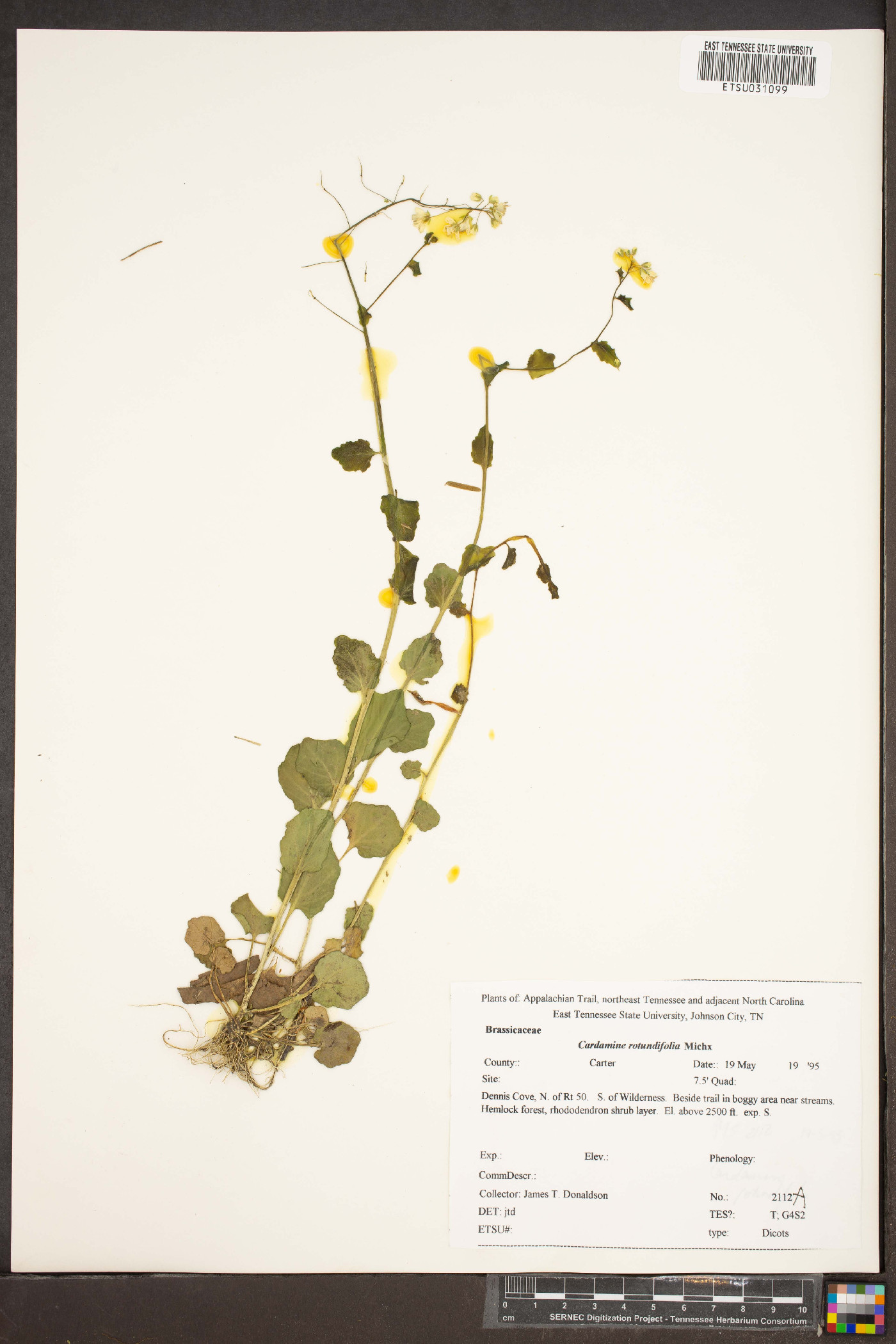 Cardamine rotundifolia image