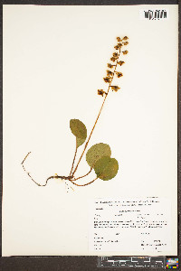 Pyrola americana image