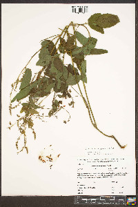 Desmodium perplexum image