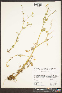 Capnoides sempervirens image