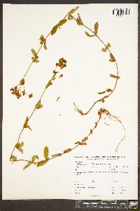 Hypericum ellipticum image