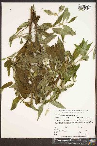 Pycnanthemum pycnanthemoides image