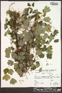 Thalictrum coriaceum image