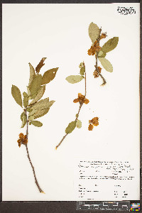 Chaenomeles speciosa image