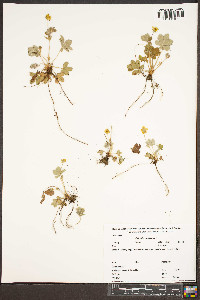 Potentilla canadensis image