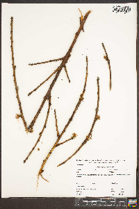 Prunus persica image