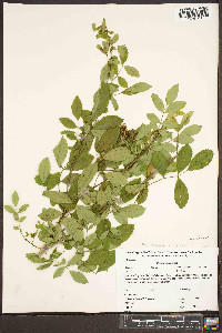 Rosa carolina subsp. carolina image