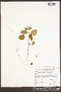 Scutellaria saxatilis image