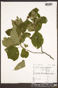 Clethra acuminata image