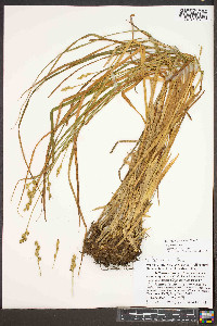 Carex normalis image