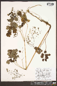 Thalictrum steeleanum image