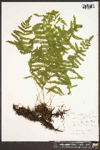 Thelypteris palustris var. pubescens image