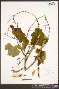 Vitis vulpina image