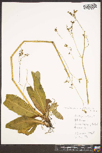 Micranthes pensylvanica image