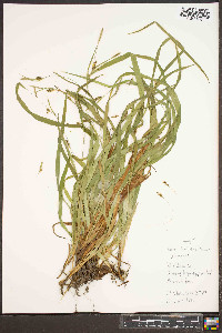 Carex laxiculmis var. laxiculmis image