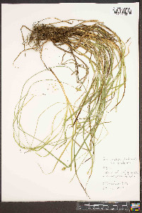 Carex cephalophora var. cephalophora image