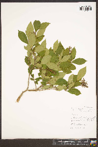 Lyonia ligustrina var. ligustrina image