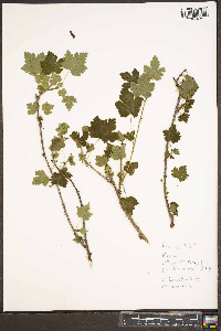 Ribes cynosbati image